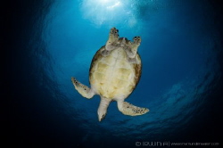B L U E - P L A N E T
Green sea turtle (Chelonia mydas)... by Irwin Ang 